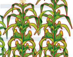 plantas de maiz, maize plants