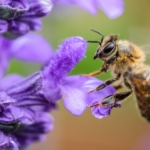 En riesgo, abejas silvestres mexicanas