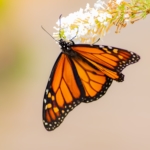 FGR investiga ecocidio en santuario de mariposas monarcas