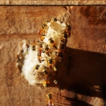 Empoderan a mujeres proporcionando herramientas para la apicultura