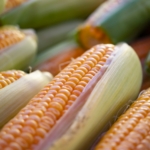 Nuevo decreto prohíbe el uso de maíz transgénico para consumo humano